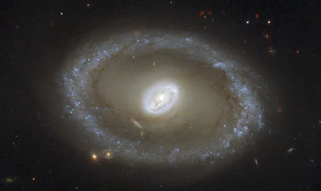 A galaxy known as NGC 3081 located over 86 million light-years from Earth is seen in an undated NASA/ESA Hubble Space Telescope image taken using the Wide Field Planetary Camera 2. The galaxy's barred spiral center is surrounded by a bright loop known as a resonance ring. This ring is full of bright clusters and bursts of new star formation, and frames the supermassive black hole thought to be lurking within NGC 3081 – which glows brightly as it hungrily gobbles up in-falling material. (Photo by Reuters/NASA/ESA/Hubble)