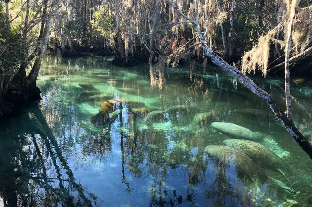 Manatees crowd into 72-degree springs, seeking warmth from cold Gulf temperatures, Thursday, February 11, 2016, at Three Sisters Springs in Crystal River Fla. Like most sensible creatures, manatees – the sea cows that live in the waters around Florida  – seek warmth when it’s cold. On Thursday morning, roughly 500 of the gentle, aquatic giants crowded into the Three Sisters Springs as temperatures along Florida’s Gulf Coast dipped below 50 degrees. (Photo by Tamara Lush/AP Photo)