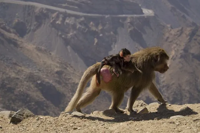 In this Friday, December 30, 2016 picture, a female desert monkey carries her baby at Al-Hada road leads to Taif city, near Muslim holy city of Mecca, Saudi Arabia. Monkeys are common on the 23 km, 14 miles, mountain road which is leads to the resort city of Taif at an elevation of 1700 meters, (5577 ft) on the slopes of Sarawat Mountains. (Photo by Amr Nabil/AP Photo)