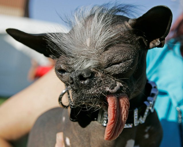In a Friday, June 22, 2007 file photo, the Chinese Crested and Chihuahua mix dog “Elwood”  won the title of World's ugliest dog of 2007 at the 2007 World's Ugliest Dog Contest, in Petaluma, Calif. Elwood died unexpectedly on Thanksgiving morning, November 28, 2013, said his owner, Karen Quigley of Sewell,Calif. She said Elwood had been dealing with some heath issues in recent months but appeared to be doing well. (Photo by Ben Margot/AP Photo/File)