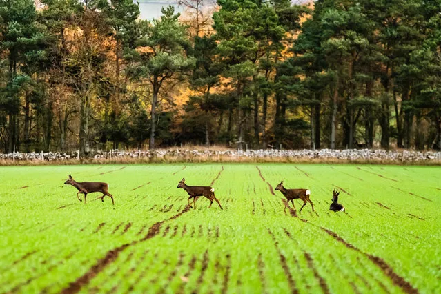A family of roe deer graze on arable farmland in Smailholm near Kelso in the Scottish Borders. (Photo by Chris Strickland/Alamy Live News)