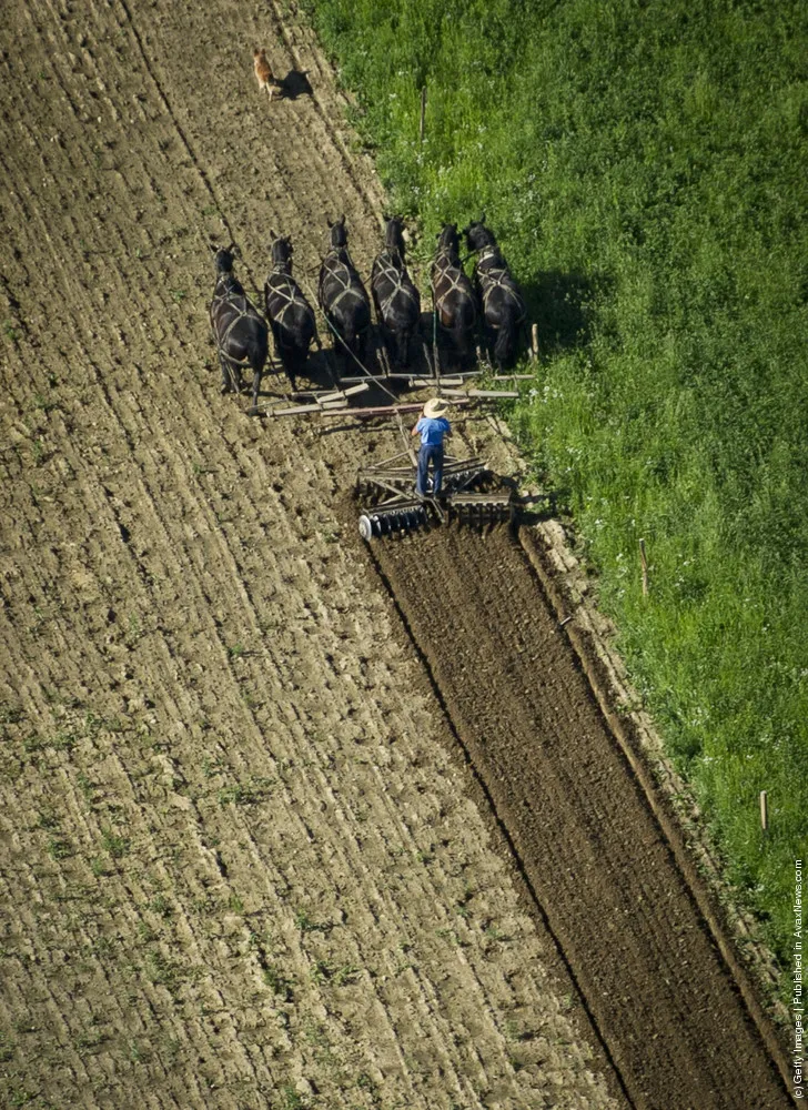 Amish Farmer Tends His Land In New Wilmington, Pennsylvania