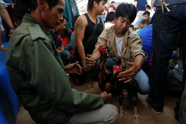 Men match roosters before the fight during an event organised to celebrate the Lunar New Year and the year of the Rooster on the outskirts of Bangkok, Thailand January 29, 2017. (Photo by Jorge Silva/Reuters)
