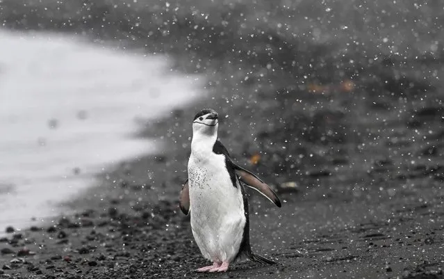 A chinstrap (Pygoscelis antarcticus) penguin is pictured at Deception Island, in the western Antarctic Peninsula, on January 24, 2024. Could a horseshoe-shaped volcanic island near Antarctica be the answer to the Mars enigma? With a fiery past still smoldering, remote Deception Island gives researchers clues to extraterrestrial life. (Photo by Juan Barreto/AFP Photo)
