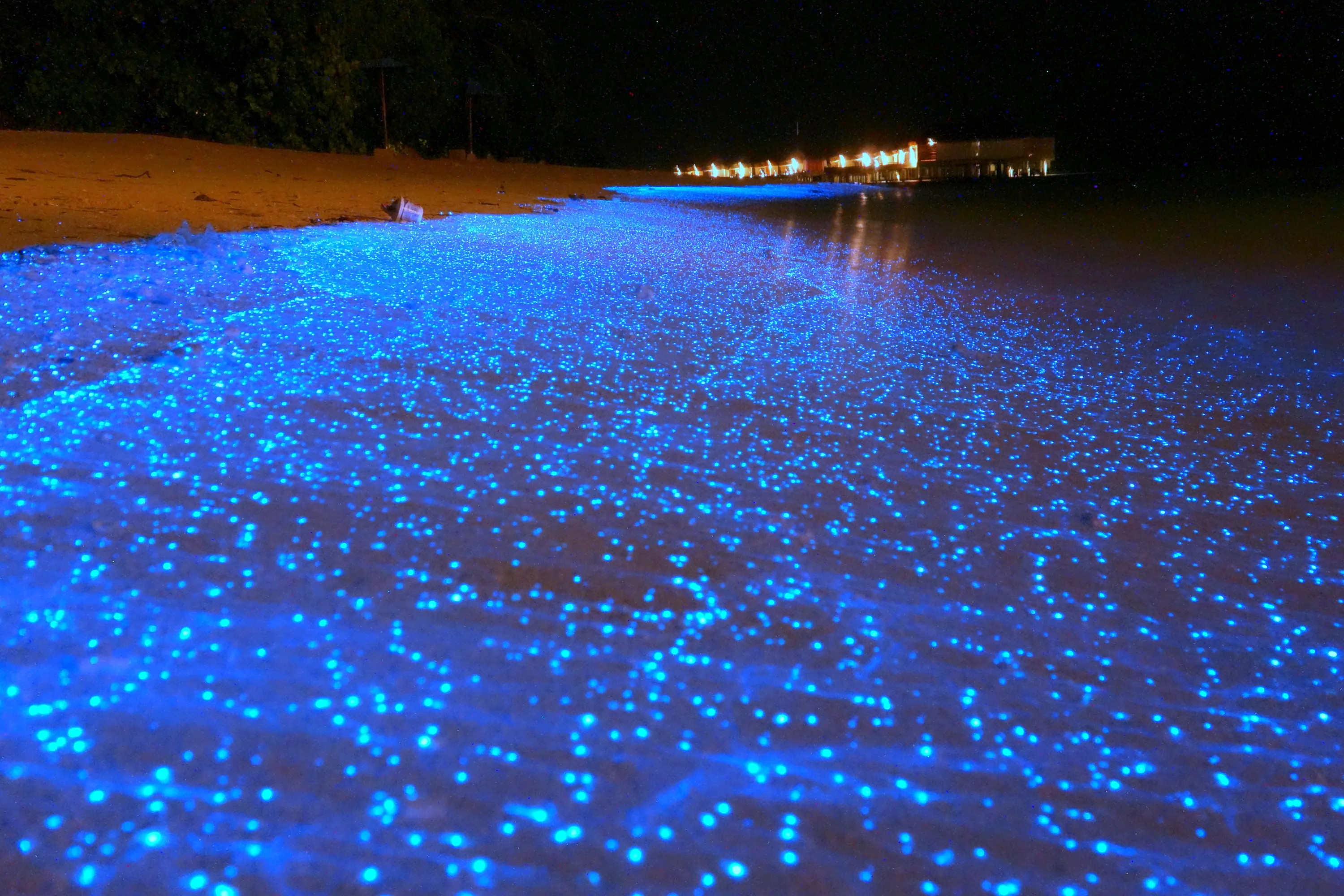 Фитопланктон в море. Остров Ваадху Мальдивы. Остров Ваадху Мальдивы светящийся планктон. Пляж Ваадху Мальдивы. Море звезд на острове Ваадху Мальдивы.