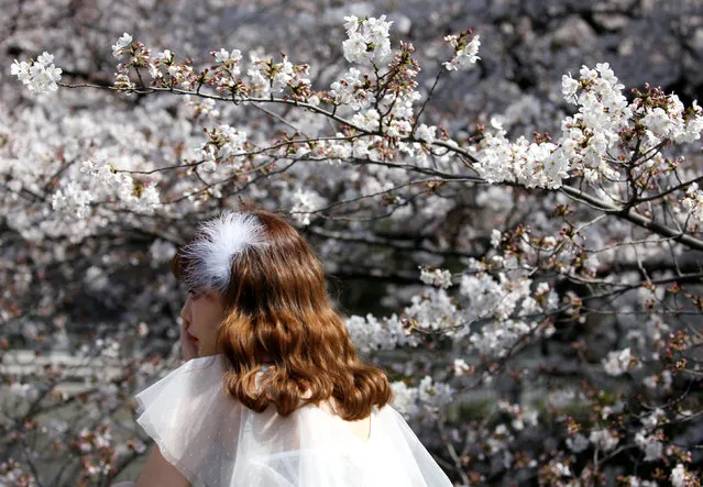 A woman poses for a photograph in front of cherry blossoms in almost full bloom in Tokyo, Japan, March 27, 2019. (Photo by Issei Kato/Reuters)