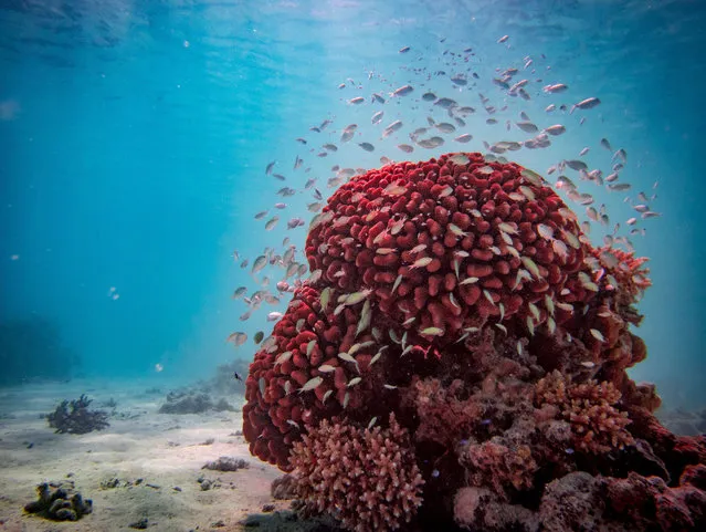 Fishes swim in the tropical waters of a Polynesian archipelago, which provided inspiration for the Disney film Moana. (Photo by Valerio Berdini/Rex Features/Shutterstock)