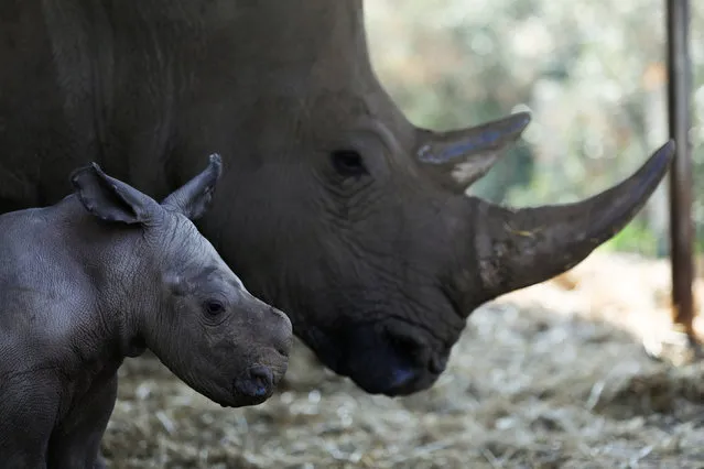 Rami, a white rhinoceros male calf, born about a week ago, stands next to his mother, Rihanna, at the Ramat Gan Safari Zoo, near Tel Aviv, Israel February 6, 2017. (Photo by Amir Cohen/Reuters)