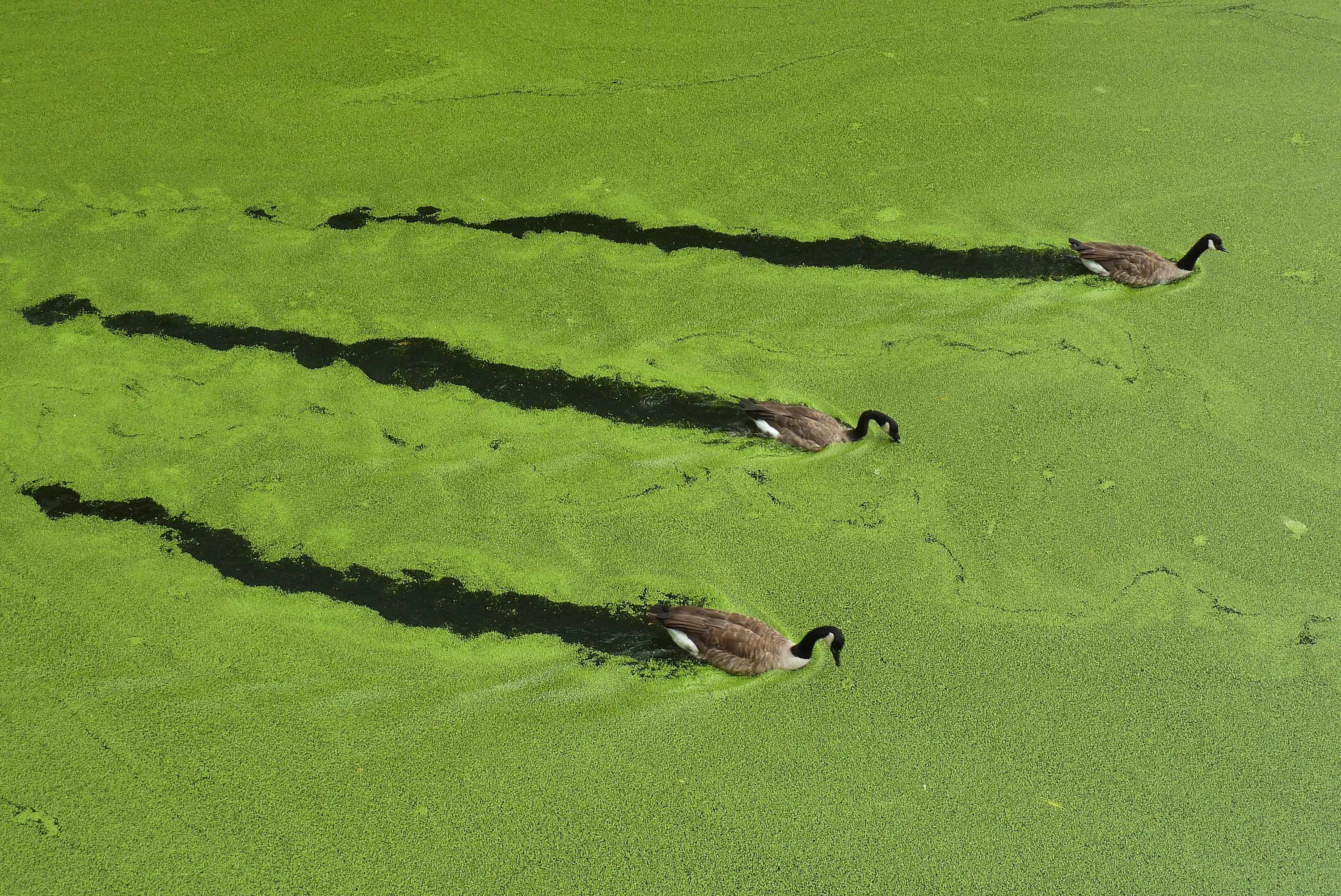 Птица водоросли. Blue Green algae. Смешные водоросли. Водоросли прикол. Сине-зеленые водоросли в пруду.