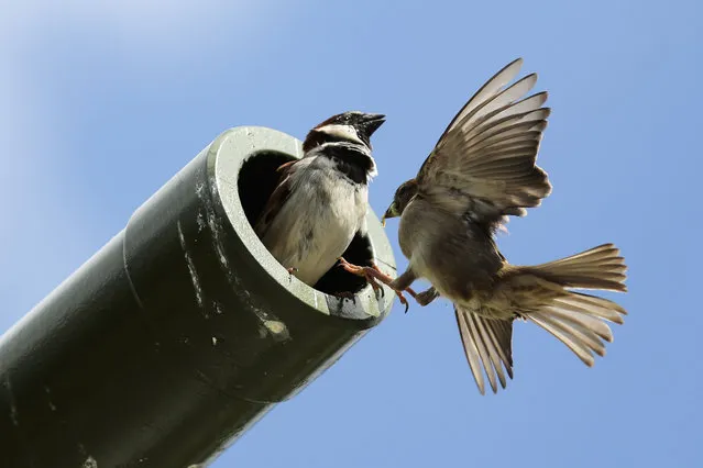Sparrows fly in and out of the muzzle of a former Soviet tank in Berlin, Germany, Monday, May 4, 2015. The former tank is part of a memorial for dead Red Army soldiers at the Berlin central district Tiergarten and is used by a group of sparrows to build their nests inside. (Photo by Markus Schreiber/AP Photo)