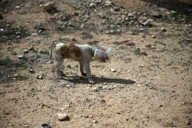 A dog with a plastic container stuck in its head walks in the rebel held besieged town of Douma, eastern Damascus suburb of Ghouta, Syria March 19, 2016. (Photo by Bassam Khabieh/Reuters)