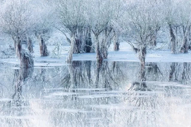 Lake of ice by Cristiano Vendramin, Italy. Santa Croce Lake is a natural lake located in the province of Belluno, Italy. In winter 2019, Cristiano noticed the water was unusually high and the willow trees were partially submerged, creating a play of light and reflections. Waiting for colder conditions he captured the scene in icy stillness. After taking the image, he was reminded of a dear friend, who had loved this place and is now no longer here. “I want to think he made me feel this feeling that I’ll never forget. For this reason, this photograph is dedicated to him”. (Photo by Cristiano Vendramin/Wildlife Photographer of the Year 2021)