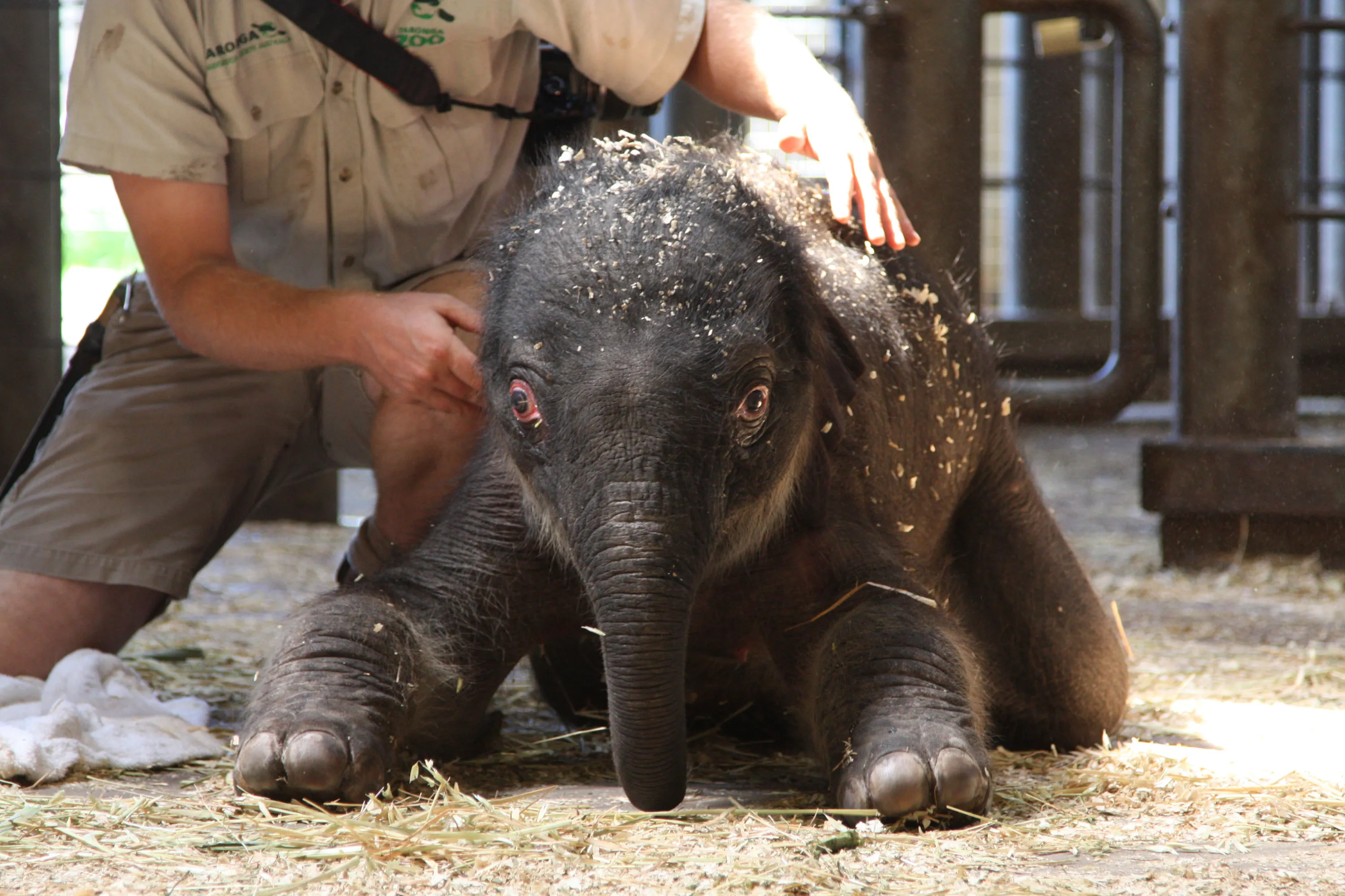 Рождение слоника. Слоненок.