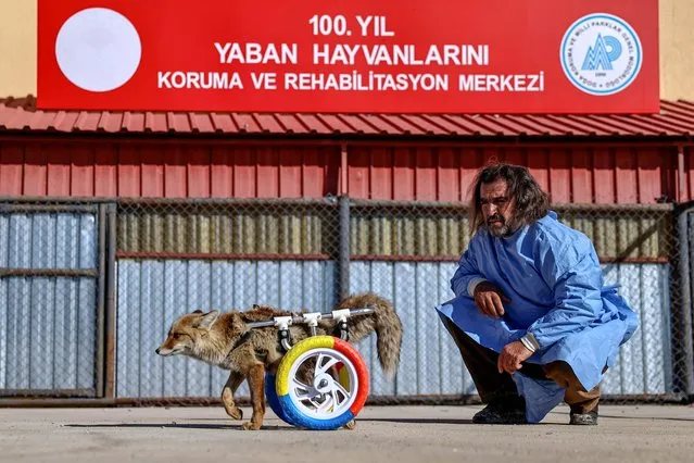 A fox, whose hind legs were paralyzed as a result of a traffic accident, held on to life with a walker developed by Van Yuzuncu Yil University (YYU) Wild Animal Protection Rehabilitation Center, in Van, Turkey on December 11, 2021. The fox, which is equipped with a wheeled walker for his back legs, is taken out at certain times for a walk. (Photo by Ozkan Bilgin/Anadolu Agency via Getty Images)