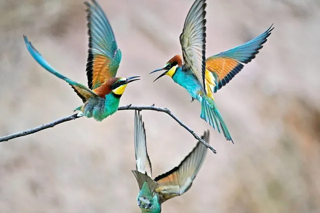 Three European bee-eaters (Merops apiaster) in combat on a branch in Lambsheim, Germany, 29 May 2019. In the last few years, this summer bird has been able to expand and at least 239 pairs have established themselves in the German state. The bee-eater is about 28 cm in size and is one of the most colorful birds in Europe. (Photo by Ronald Wittek/EPA/EFE)