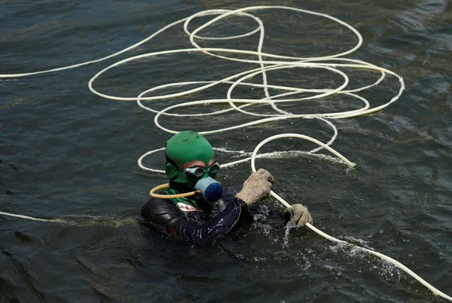 A fisherman collecting green mussels pulls a tube of his breathing device in the Bay of Jakarta, Indonesia, April 11, 2016. (Photo by Reuters/Beawiharta)