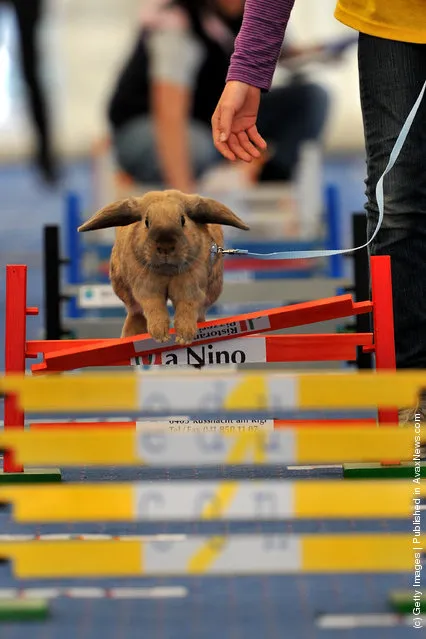 A rabbit jumps over a hurdle at an obstacle course during the first European rabbit hopping championships