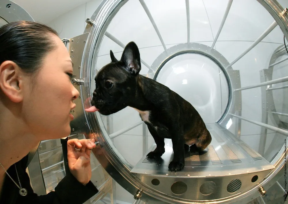 Oxygen Capsules Used To Relax Pets