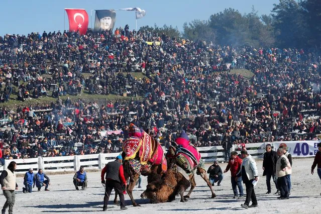 Camels fight at the Pamucak Arena during the annual 40th Efes Selcuk Camel Wrestling Festival in the Aegean town of Selcuk, near Izmir, Turkey, January 16, 2022. (Photo by Murad Sezer/Reuters)