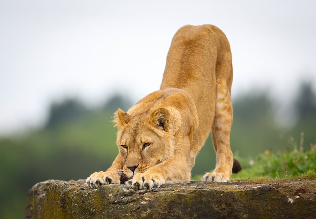 Lion cub Santa stretches on a rock after venturing outside for the first time at the Yorkshire Wildlife Park in Doncaster, Britain, 07 May 2024. Lioness Aysa and her three cubs Teddy, Emi and Santa were rescued from the Donetsk region of Ukraine, and have now been released into the 'Lion Country' reserve at the Yorkshire Wildlife Park after spending nine months at a sanctuary in Poland. (Photo by Adam Vaughan/EPA)