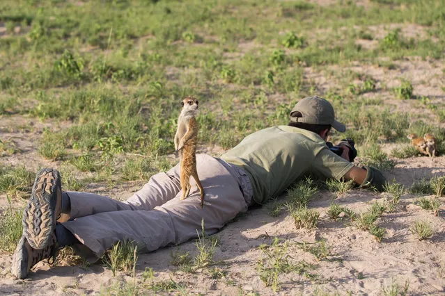 A Meerkat rests on photographer Will Burrard-Lucas on January 2014 in Makgadikgadi, Botswana. These adorable Meerkats used a photographer as a look out post before trying their hand at taking pictures. The beautiful images were caught by wildlife photographer Will Burrard-Lucas after he spent six days with the quirky new families in the Makgadikgadi region of Botswana. Will has photographed Meerkats in the past and was delighted when he realised he would be shooting new arrivals. (Photo by Will Burrard-Lucas/Barcroft Media)