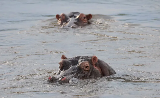 Hippopotamuses are seen in Sabie River, at the iconic Kruger National Park in Mpumalanga Province, Skukuza, South Africa, February 9, 2022. (Photo by Siphiwe Sibeko/Reuters)
