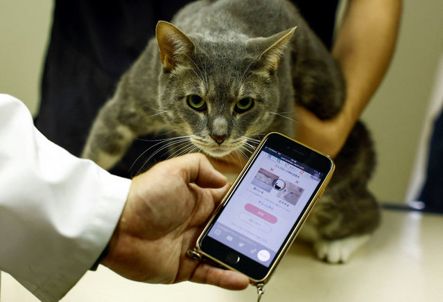 Nihon University professor and head of Nihon University Animal Medical Center Kazuya Edamura, 49, uses “CatsMe”, an AI-driven smartphone application jointly developed by tech startup Carelogy and researchers at Nihon University that purports to tell when a cat is feeling pains, during an examination to a cat at the medical center in Fujisawa, south of Tokyo, Japan on June 11, 2024. (Photo by Issei Kato/Reuters)