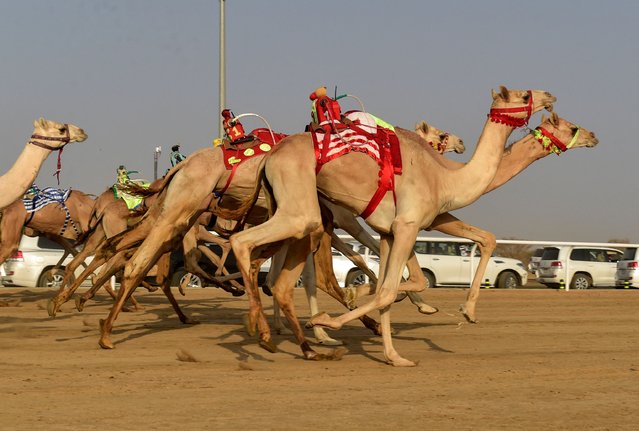 Camels take off at the start of a race during the Crown Prince Camel Festival, in the southwestern Saudi city of Taif, on August 11, 2021. The festival seeks to promote the heritage of camel racing in Saudi Arabia, as well as support the Kingdom's tourism and economic development. (Photo by Amer Hilabi/AFP Photo)