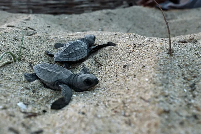 In this picture taken on March 25, 2022, newly-hatched Olive Ridley turtles rest at a hatchery on a beach in Chennai after their eggs were collected by the volunteers and forest department workers lying along the coastline of Bay of Bengal. (Photo by Arun Sankar/AFP Photo)
