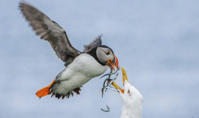 A seagull mugs a puffin for a mouthful of sand eels on the Farne Islands, off the coast of Northumberland in the last decade of August 2024. Kleptoparasites such as gulls specialise in stealing food from other animals. (Photo by Mark Yeung/Solent News)