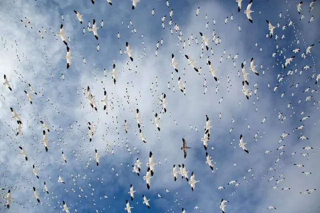 “Snow Globe”. Winged Life Winner. Bosque del Apache National Wildlife Refuge in New Mexico is home to a huge population of snow geese, in part because of the sprawling fields of grain that have cropped up along their migration route over the past 60 years. Descending in vast flocks, the geese leave a wake of mowed-down plants and exposed ground that can take decades to recover. (Photo by Denise Ippolito/BigPicture Natural World Photography Competition 2017)