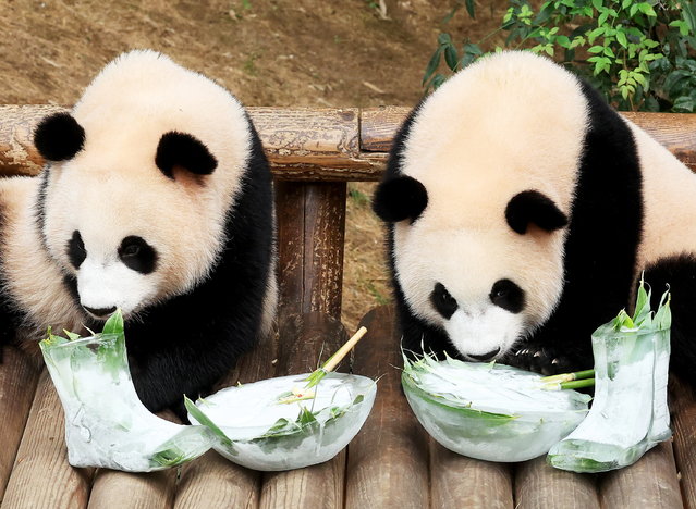 Twin baby pandas Rui Bao and Hui Bao play with cold noodles and boots, both made of ice, at the Everland theme park in Yongin, 42 kilometers south of Seoul, South Korea, 14 August 2024. The twin pandas were born on 07 July 2023, marking the first time twin pandas were born in South Korea  (Photo by Yonhap/EPA)