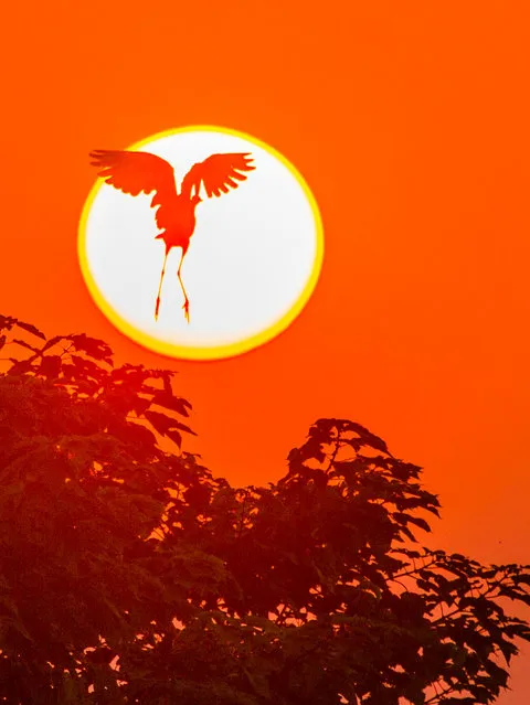 An egret flies above the banks of Poyang, the country’s largest freshwater lake in Jiujiang, China on August 3, 2015. (Photo by Fu Jianbin/Xinhua Press/Corbis)