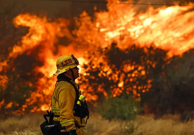 Lakeside firefighter Joe Vasquez watches as large flames burn next to a home on Highway 94 south of Potrero, Calif., on Monday, June 20, 2016. (Photo by Hayne Palmour IV/San Diego Union-Tribune via AP Photo)