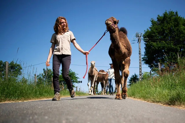 Camel breeder Camille Tessier walks with her camels at the farm “Prairie de Cameline”, in Terre de Bancalier, near Toulouse, southwestern France, on May 17 2022. The milk of the 4 camels of the farm is used to make cosmetic products. (Photo by Matthieu Rondel/AFP Photo)