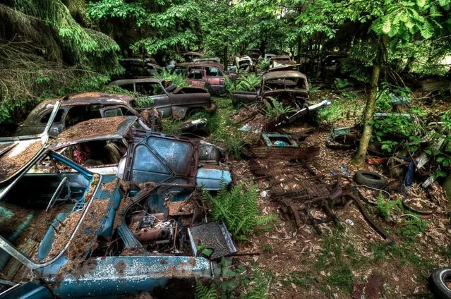 A forest near Chatillion, a small village in Belgium, used to be home to a vintage car graveyard. This “car graveyard” has since been cleaned up, but photographer Theo van Vliet had the chance to explore the forest and photograph the cars beforehand. (Photo by Theo van Vliet)