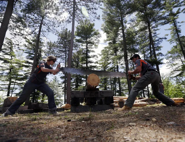 In this July 10, 2014 photo, Bevin Rainwalker, left, of West Rupert, Vt., and Liam Gilbert of Blue Bell, Penn., saw a log at the cross cut station at the Adirondack Woodsmen's School at Paul Smith's College in Paul Smiths, N.Y. Eighteen young students in matching gray sports shirts took part recently in a weeklong crash course on old-school lumberjack skills such as sawing, chopping, ax throwing, log boom running and pole climbing. (Photo by Mike Groll/AP Photo)