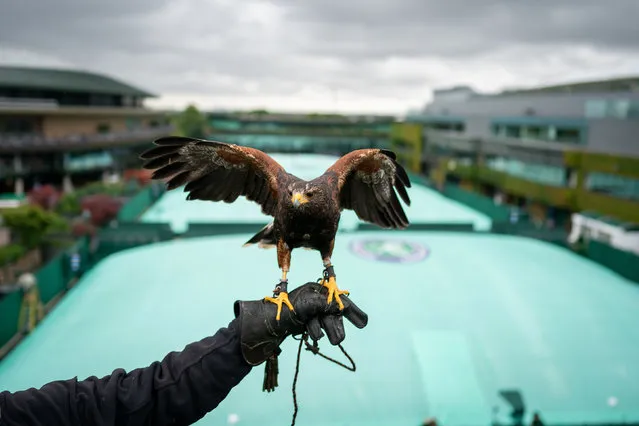 Rufus the Harris hawk on day three of the 2022 Wimbledon Championships at the All England Lawn Tennis and Croquet Club, Wimbledon on Wednesday, June 29, 2022.Wimbledons hawk trainer has revealed he was told to get a proper job in the early years of his now hugely successful profession. Wayne Davis, from Corby in Northamptonshire, has been training hawks Hamish and later Rufus to clear pigeons from the All England Club in south-west London for 22 years. (Photo by Aaron Chown/PA Images via Getty Images)