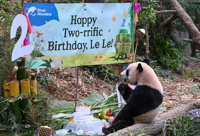 Le le, the first giant panda born in Singapore, eats food received on the day of its 2nd birthday inside the River Wonders' giant panda forest exhibit in Singapore on August 14, 2023. (Photo by Roslan Rahman/AFP Photo)