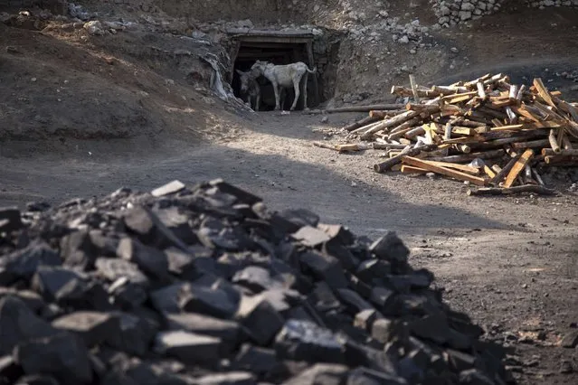 Donkeys stand at the entrance of a coal mine in Choa Saidan Shah, Punjab province, May 5, 2014. (Photo by Sara Farid/Reuters)