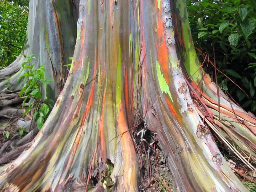 Rainbow Eucalyptus