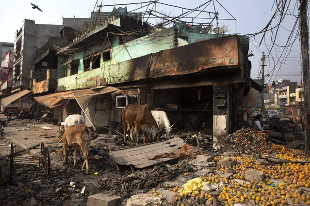 Stray cows feed on oranges lying outside a vandalized and burned shop following Tuesday's violence in New Delhi, India, Thursday, February 27, 2020. (Photo by Rajesh Kumar Singh/AP Photo)