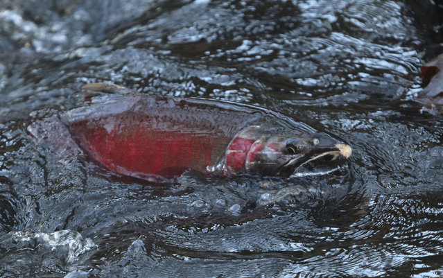 A male coho salmon emerges from Longfellow Creek in Seattle on Friday, November 15, 2024, during their spawning migration. (Photo by Manuel Valdes/AP Photo)