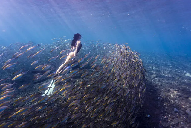Real life mermaid Julia in the middle of a fish ball – she holds her breath for four and a half minutes while diving down and swimming around. (Photo by Julia Wheeler/Caters News Agency)