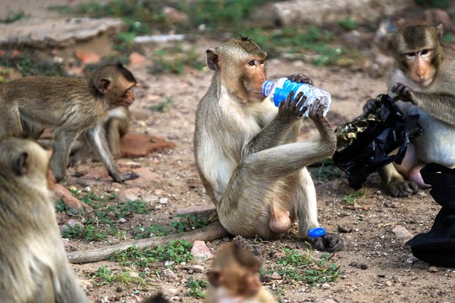A monkey drinks water from a plastic bottle stolen from a tourist during the annual Monkey Banquet held inside an enclosure at Lopburi Zoo in Lopburi, Thailand, on November 24, 2024. (Photo by Anusak Laowilas/NurPhoto/Rex Features/Shutterstock)
