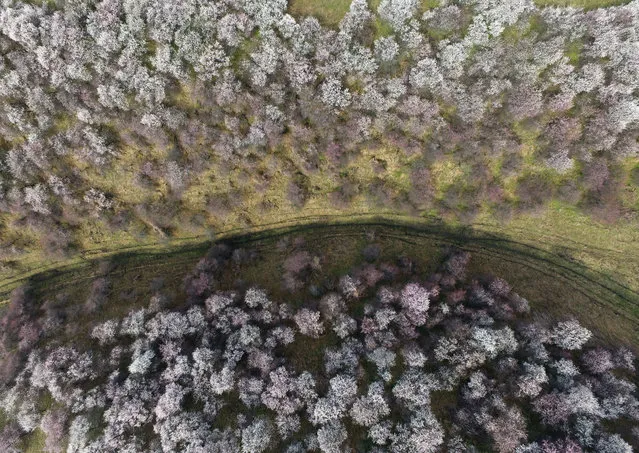 Aerial photo taken on April 4, 2020 shows a valley with blossoming apricot trees in Xinyuan County of Ili Kazakh Autonomous Prefecture, northwest China's Xinjiang Uygur Autonomous Region. (Photo by Xinhua News Agency/Rex Features/Shutterstock)