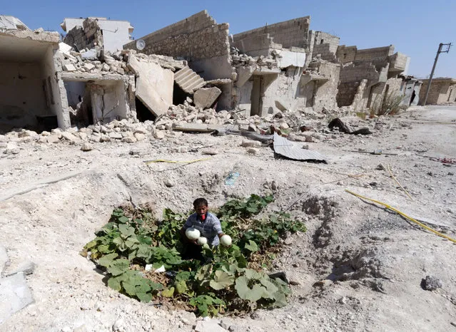 A Syrian man collects vegetables from a vegetable patch locals grew at the site where a barrel bomb hit a sewage pipe in the Baedeen neighbourhood of the northern Syrian city of Aleppo on September 3, 2014. Aleppo province has been subject to a particularly fierce regime aerial campaign, including the use of explosive-packed barrel bombs tossed from regime helicopters that rights groups say kill indiscriminately. (Photo by Zein Al-Rifai/AFP Photo)