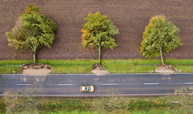The aerial view shows three uprooted trees at a road near Hildesheim, Germany Friday, October 6, 2017. Seven people died Thursday as high winds knocked over trees and caused widespread travel chaos in northern Germany. (Photo by Julian Stratenschulte/DPA via AP Photo)