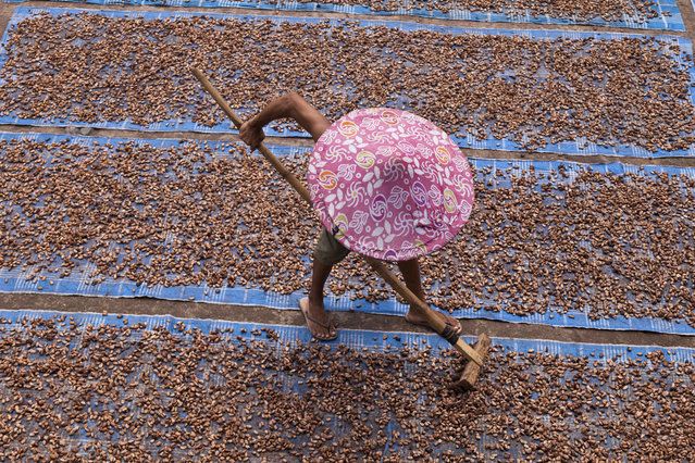 A cocoa farmer dries his cocoa beans under the hot humid Indonesian sun, Sulawesi Island, 2011. (Photo by Christopher Pillitz/Getty Images)