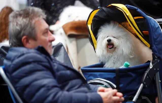 A dog sits in a stroller during the “World Dog Show” in Leipzig, Germany, November 10, 2017. (Photo by Hannibal Hanschke/Reuters)